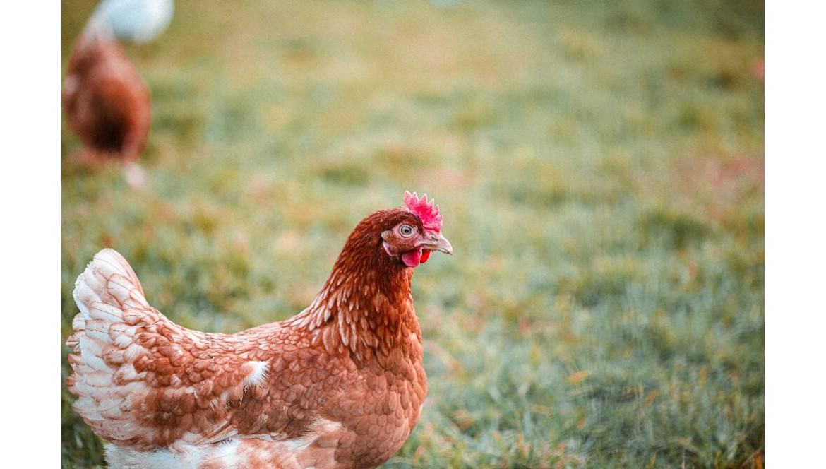 Pollo biologico e senza antibiotici: la scelta per la salute e il benessere