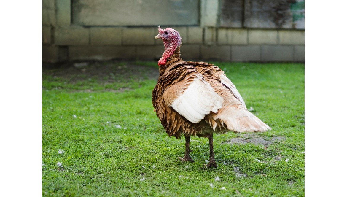 Tacchino biologico: i benefici dell'allevamento bio per l’animale e per l’uomo 